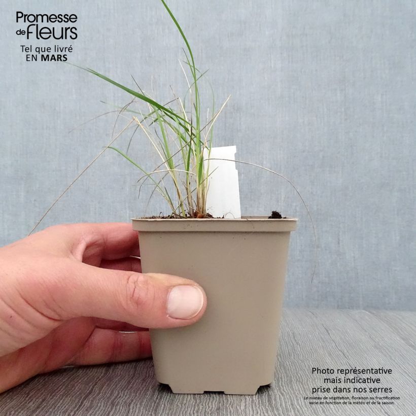 Spécimen de Stipa pulcherrima - Stipe admirable Godet de 9cm tel que livré au printemps