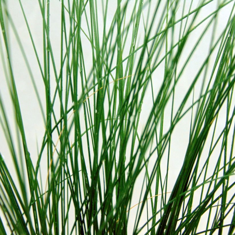 Stipa tenuifolia - Cheveux d'ange Pony Tails (Feuillage)