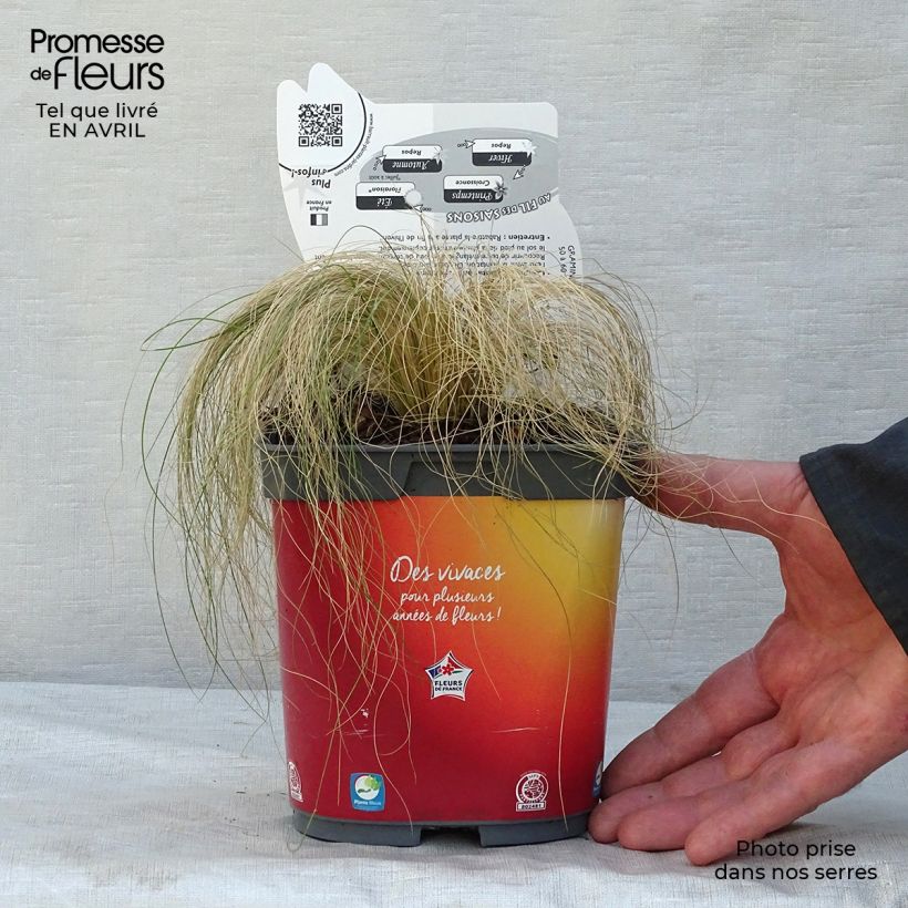 Spécimen de Stipa tenuifolia - Cheveux d'ange Pony Tails Pot de 2L/3L tel que livré au printemps