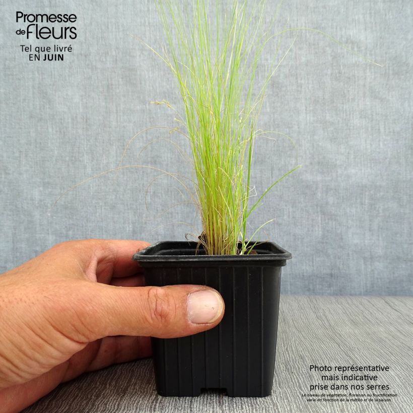 Spécimen de Stipa tenuifolia - Cheveux d'ange Pony Tails Godet de 7/8 cm tel que livré en été