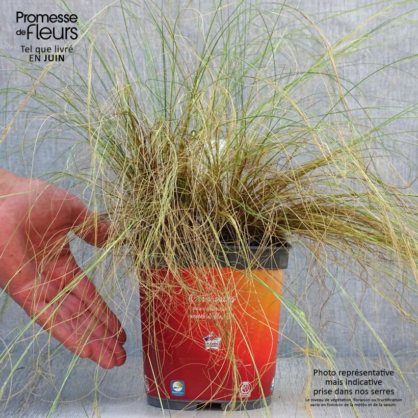 Spécimen de Stipa tenuifolia - Cheveux d'ange Pony Tails Pot de 2L/3L tel que livré en été