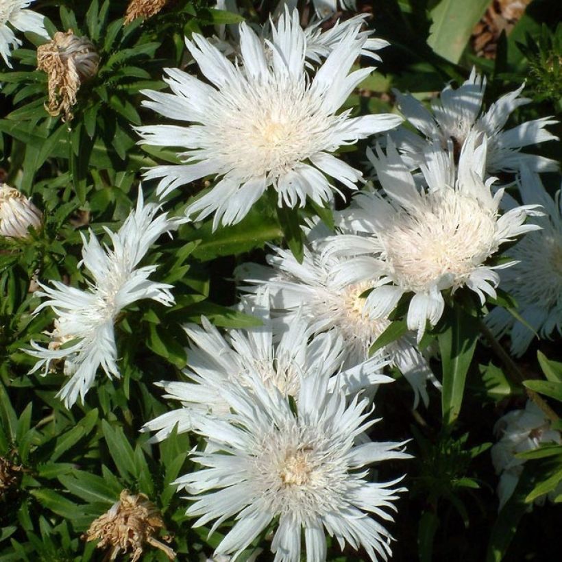 Stokesia laevis Alba - Bleuet d'Amérique - Stokésie blanche (Floraison)