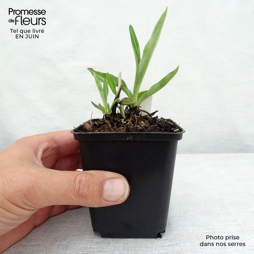 Spécimen de Stokesia laevis Alba - Bleuet d'Amérique - Stokésie blanche Godet de 8/9 cm tel que livré en été