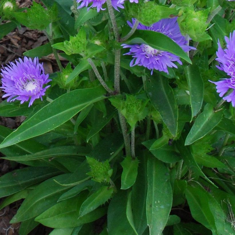 Stokesia laevis Blue Star - Bleuet d'Amérique. (Feuillage)