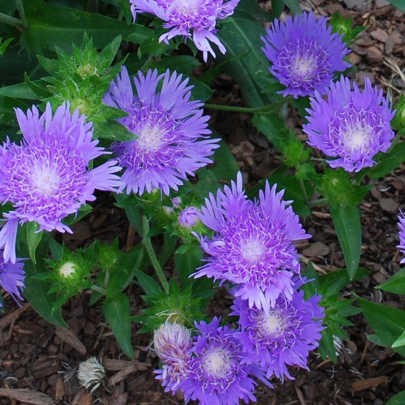 Stokesia laevis Blue Star - Bleuet d'Amérique. (Floraison)