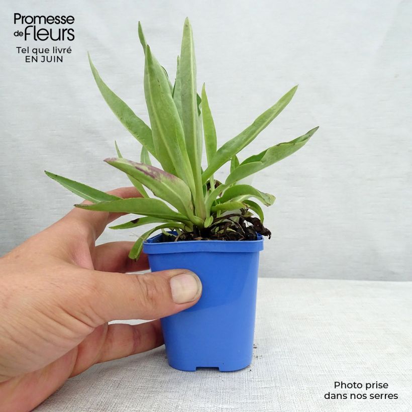 Spécimen de Stokesia laevis Blue Star - Bleuet d'Amérique. Godet de 8/9 cm tel que livré en été