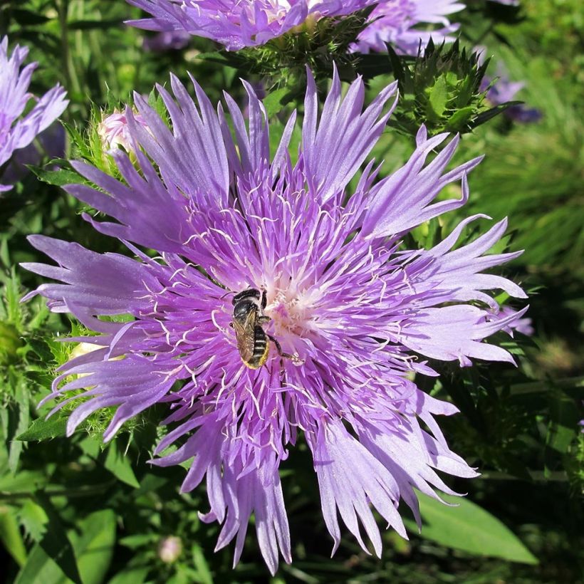 Stokesia laevis Elf - Bleuet d'Amérique (Floraison)