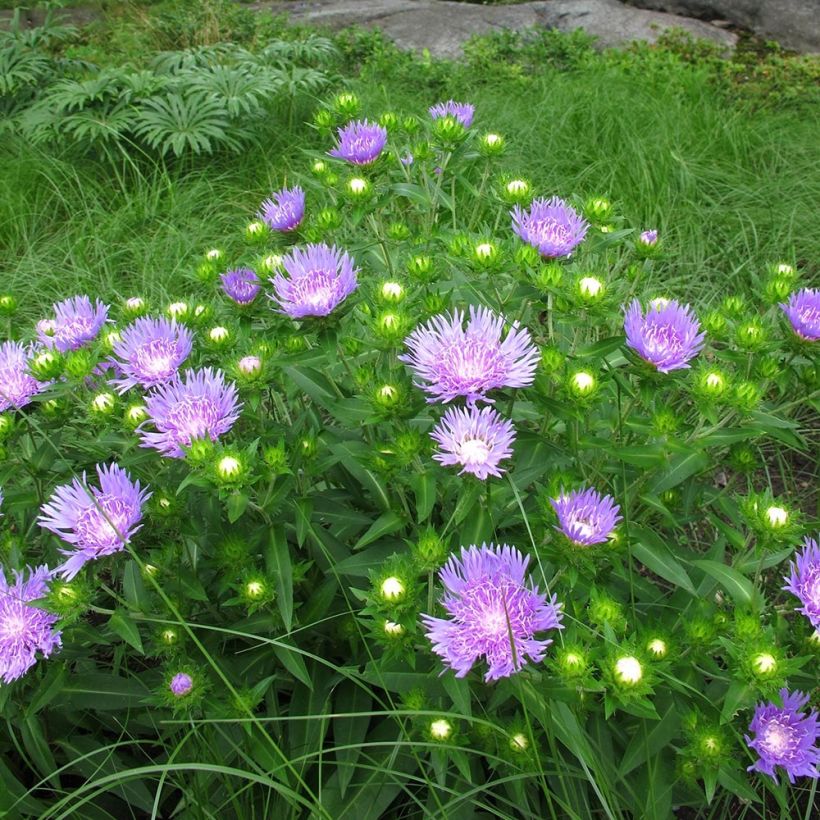 Stokesia laevis Elf - Bleuet d'Amérique (Port)