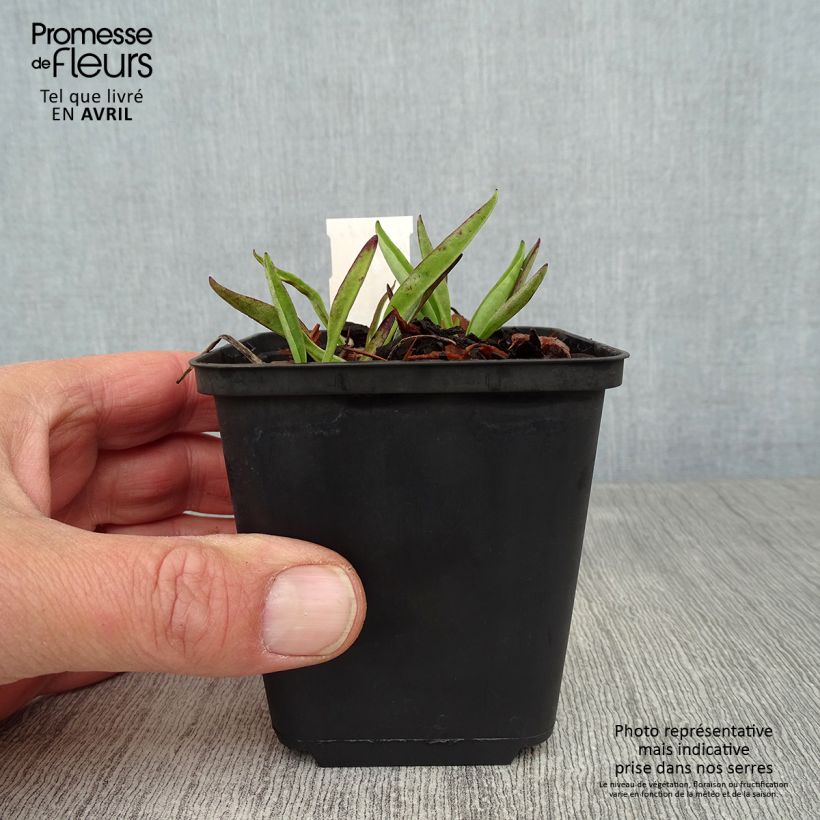 Spécimen de Stokesia laevis Purple Parasols - Bleuet d'Amérique Godet de 9cm tel que livré au printemps