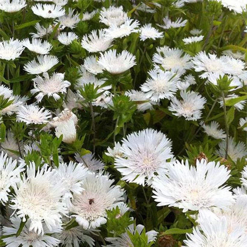 Stokesia laevis Traumerei - Bleuet d'Amérique. (Floraison)