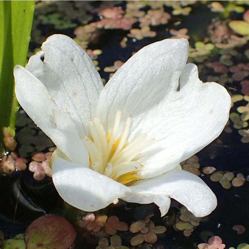 Aloès d'eau - Stratiotes aloïdes (Floraison)