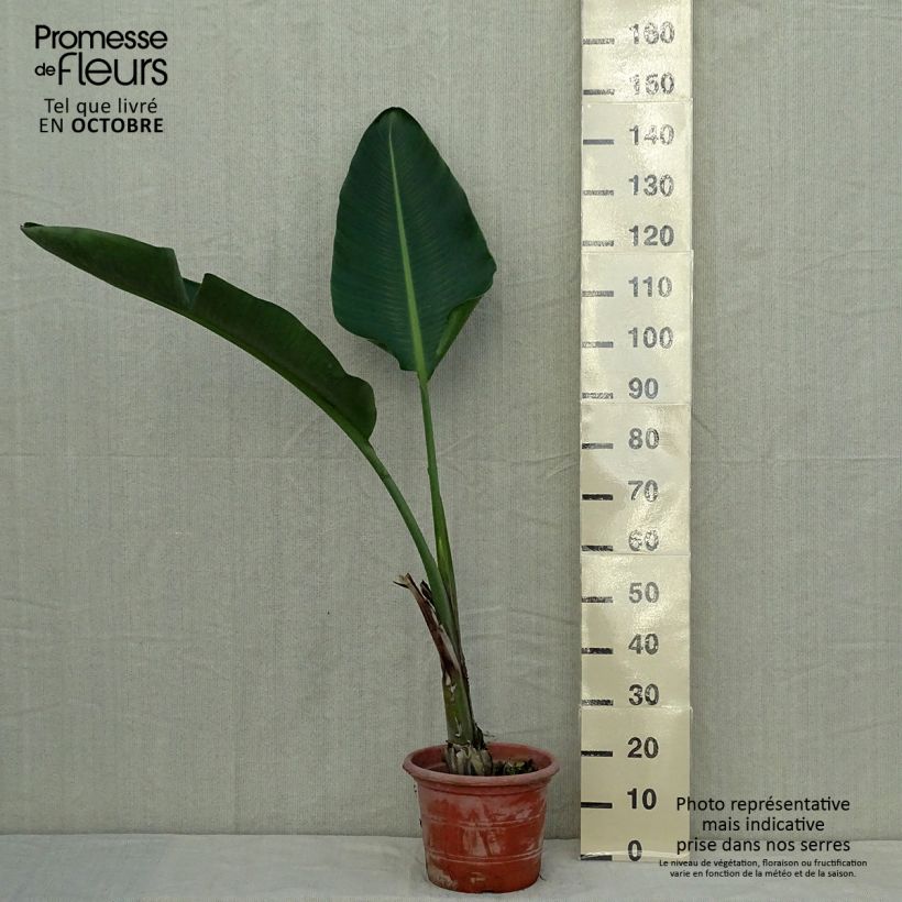 Spécimen de Strelitzia augusta (alba) - Oiseau de Paradis blanc  Pot de 6L/7L tel que livré en automne