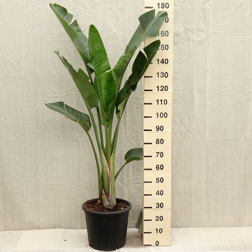 Spécimen de Strelitzia augusta (alba) - Oiseau de Paradis blanc en pot  tel que livré au printemps