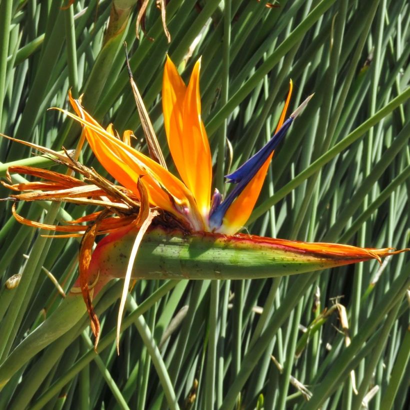 Strelitzia juncea - Oiseau de paradis à tiges de jonc (Floraison)