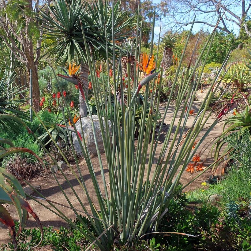 Strelitzia juncea - Oiseau de paradis à tiges de jonc (Port)