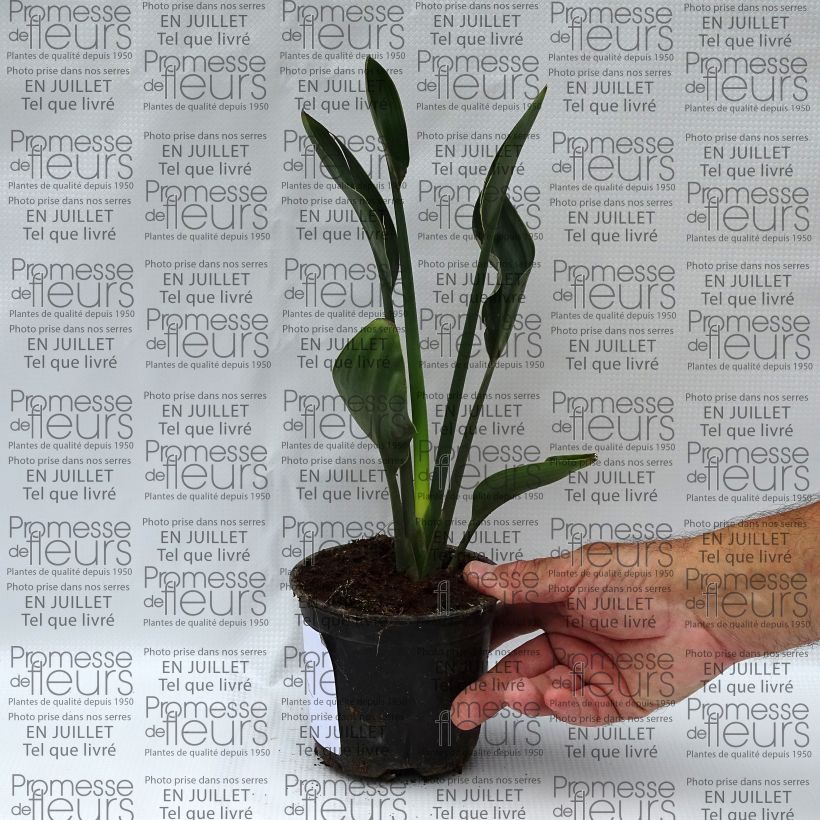 Spécimen de Strelitzia juncea - Oiseau de paradis à tiges de jonc Pot de 12 cm / 13 cm tel que livré en été