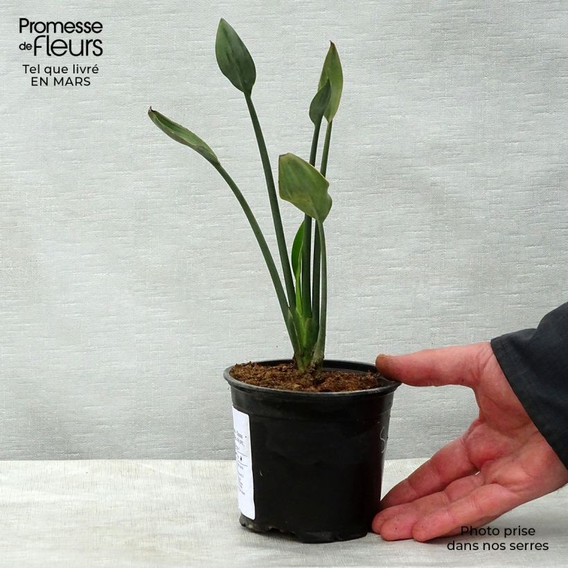 Spécimen de Strelitzia juncea - Oiseau de paradis à tiges de jonc Pot de 12 cm tel que livré au printemps