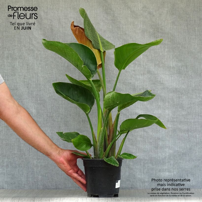 Spécimen de Strelitzia nicolai - Oiseau de Paradis blanc, géant  Pot de 2L/3L tel que livré en été