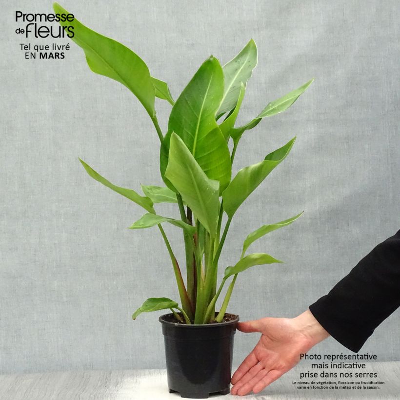 Spécimen de Strelitzia nicolai - Oiseau de Paradis blanc, géant 2/3L Pot de 2L/3L tel que livré au printemps