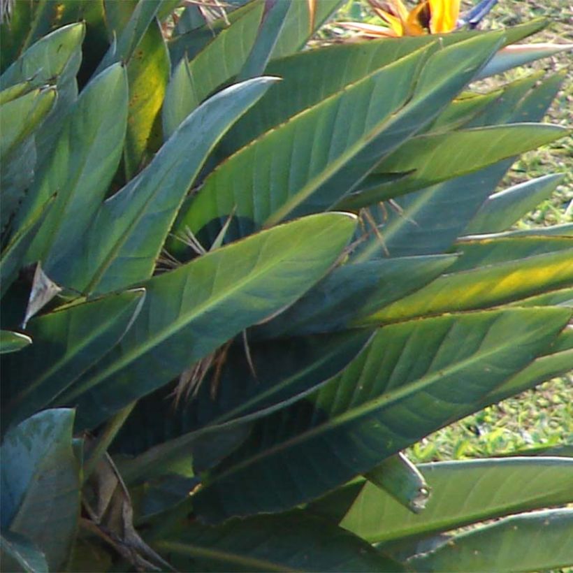 Strelitzia reginae - Oiseau de Paradis (Feuillage)