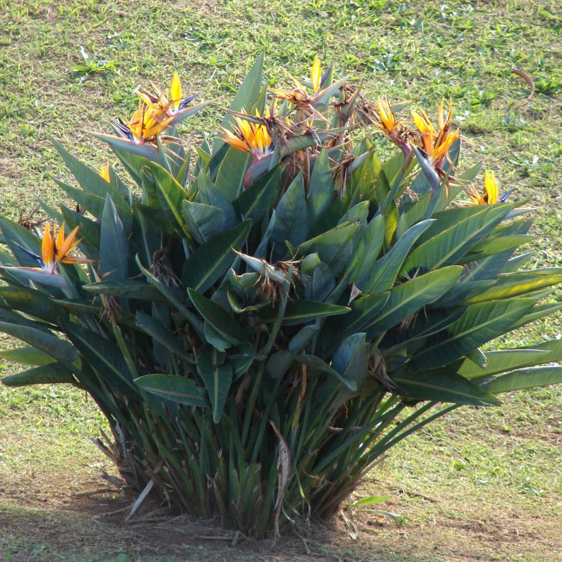 Strelitzia reginae - Oiseau de Paradis (Port)