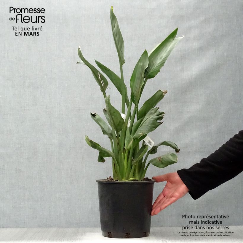 Spécimen de Strelitzia reginae - Oiseau de Paradis en pot de 5 litres tel que livré au printemps