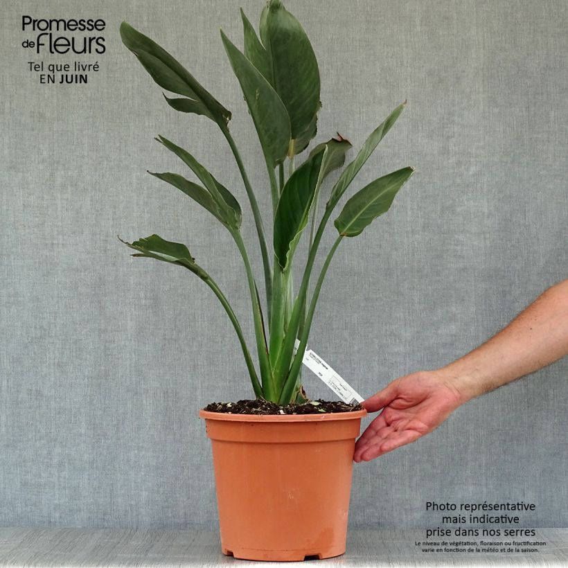 Spécimen de Strelitzia reginae - Oiseau de Paradis Pot de 2L/3L tel que livré en été