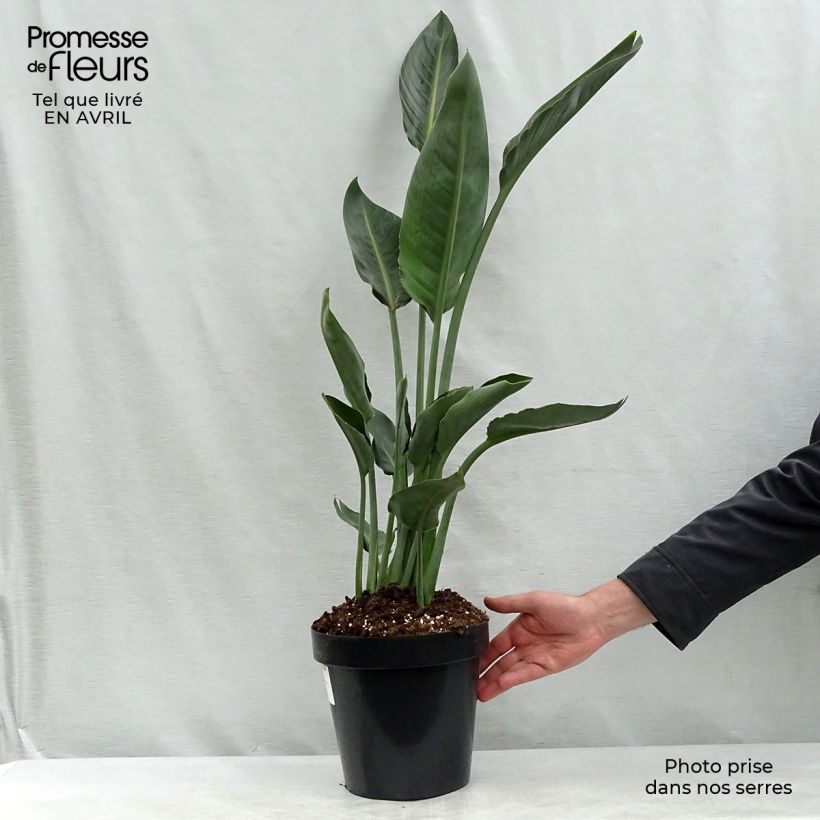 Spécimen de Strelitzia reginae - Oiseau de Paradis en pot de 2/3 litres tel que livré au printemps