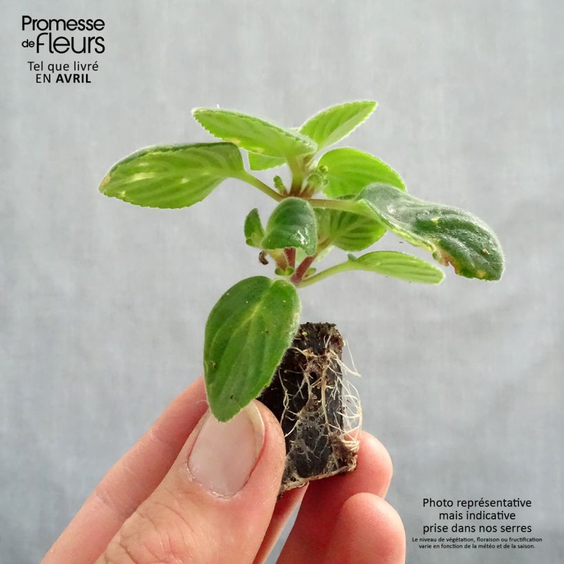 Spécimen de Streptocarpus pourpre - Primevère du Cap Mini-motte 4 cm tel que livré au printemps