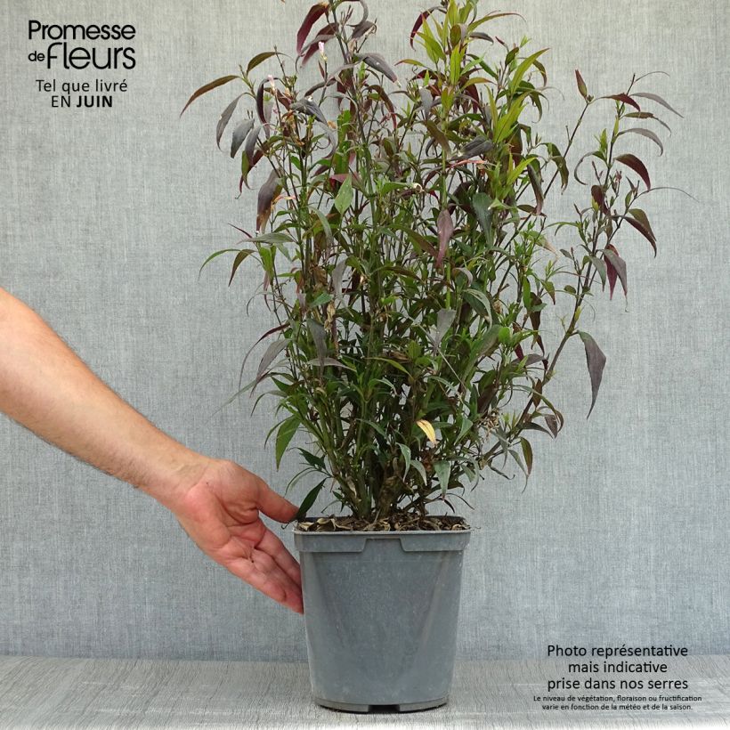 Spécimen de Strobilanthes anisophyllus Brunetthy Pot de 3L/4L tel que livré en été