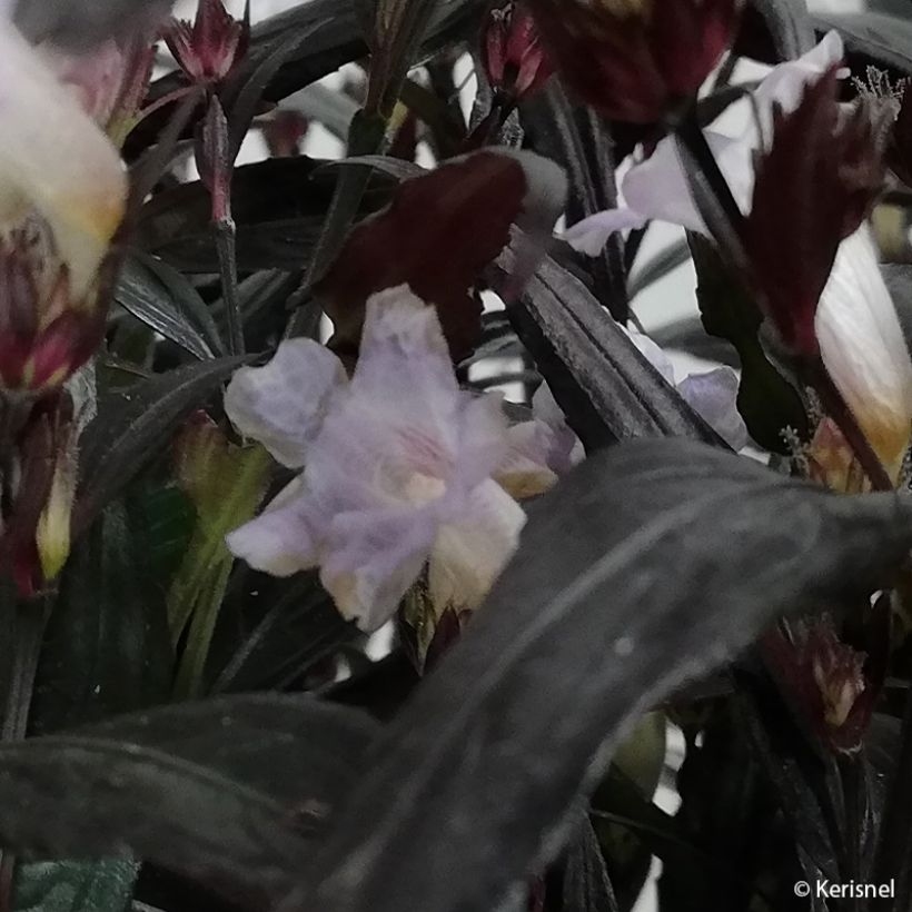 Strobilanthes anisophyllus Brunetthy (Floraison)