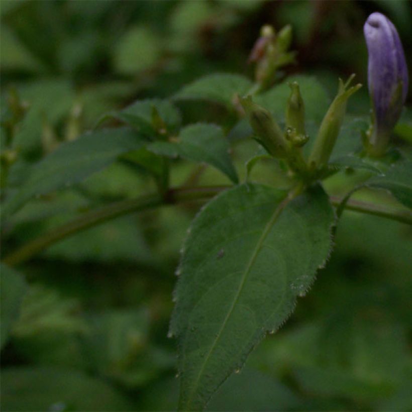 Strobilanthes attenuata - Strobilanthe (Feuillage)