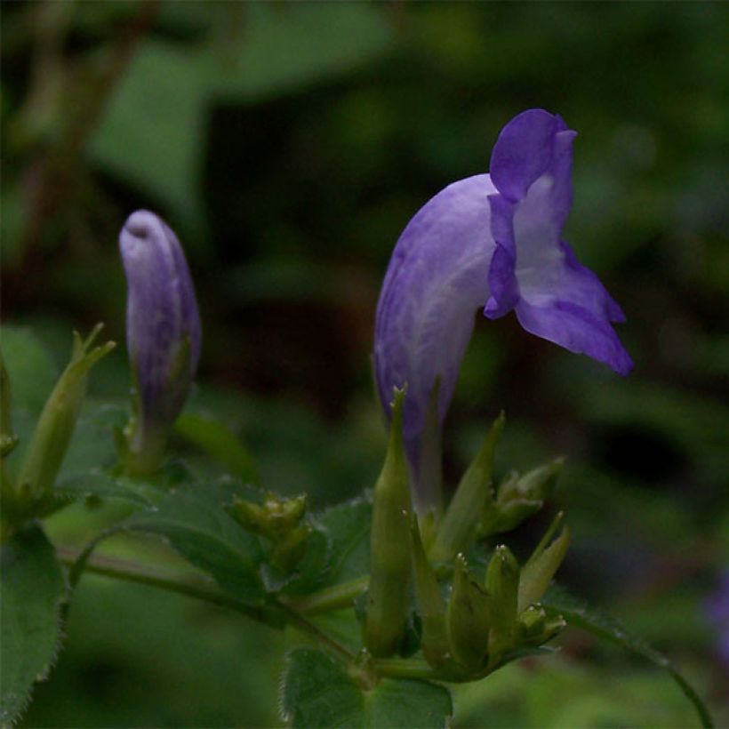 Strobilanthes attenuata - Strobilanthe (Floraison)