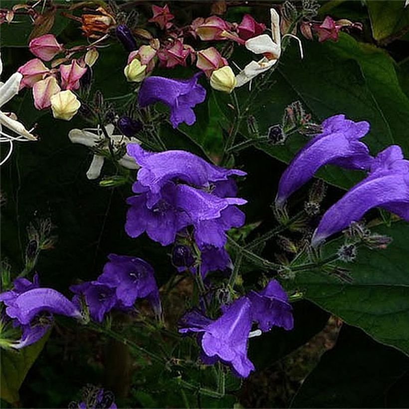 Strobilanthes attenuata Blue Carpet - Strobilanthe (Floraison)