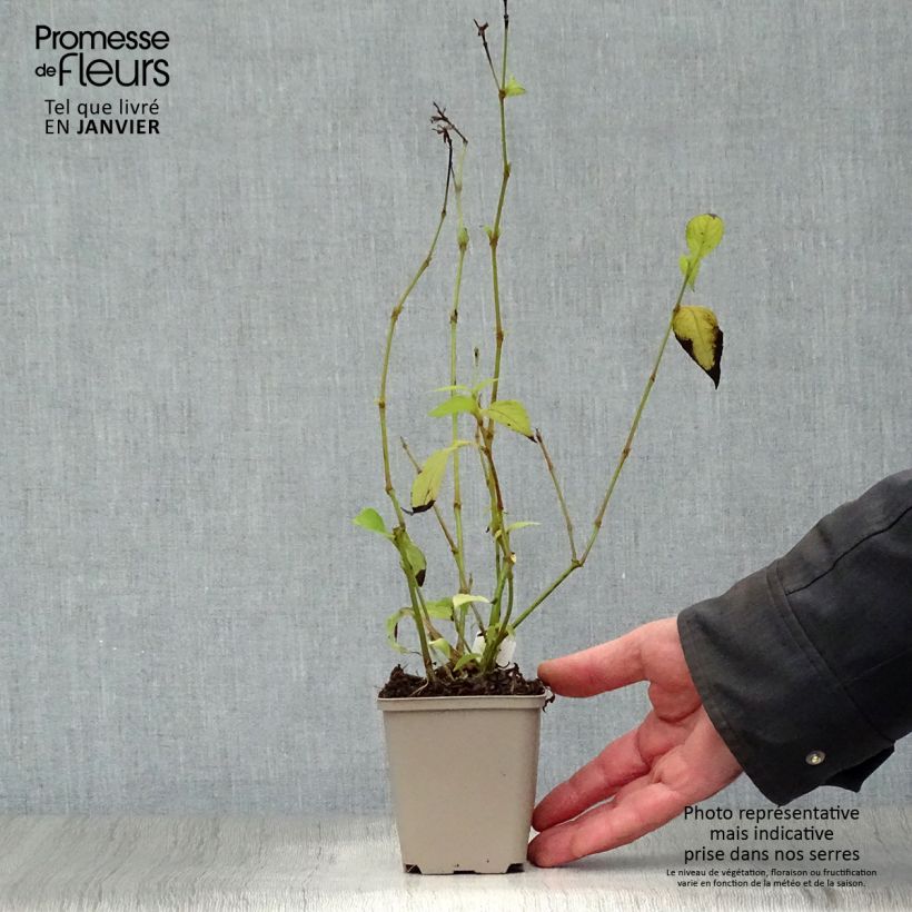 Spécimen de Strobilanthes penstemonoides (rankanensis) Godet de 8/9 cm tel que livré en hiver