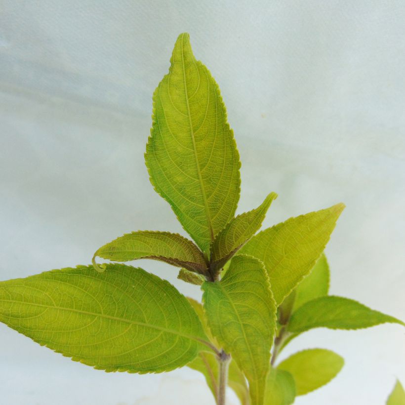 Strobilanthes penstemonoides (rankanensis) (Feuillage)