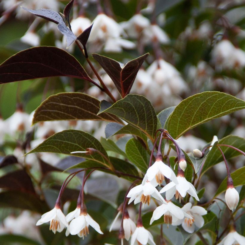 Styrax japonica Evening Light - Styrax japonais (Feuillage)