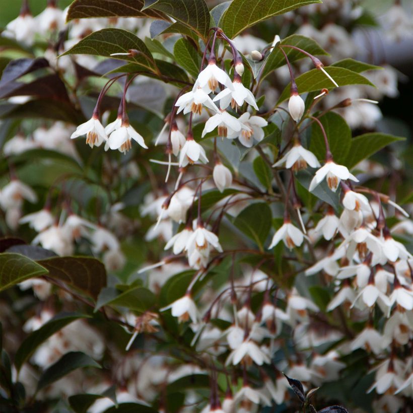 Styrax japonica Evening Light - Styrax japonais (Floraison)