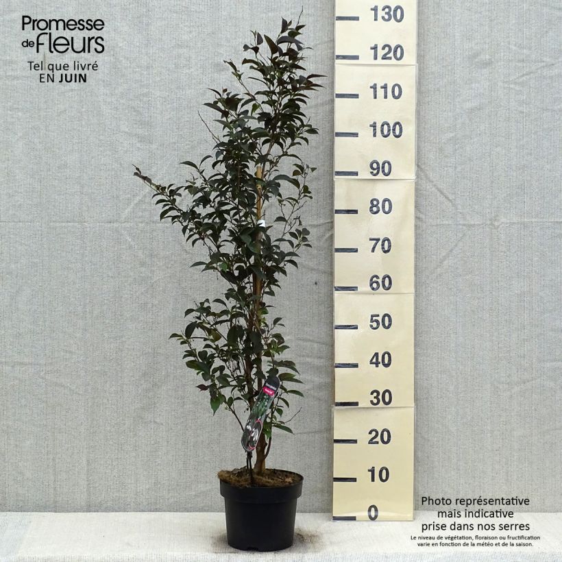 Spécimen de Styrax japonica Evening Light - Styrax japonais Pot de 3L/4L tel que livré en été