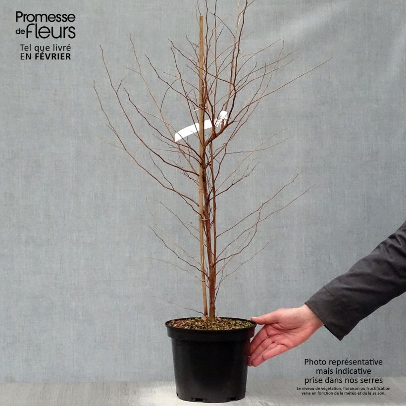 Spécimen de Styrax japonica Fargesii - Styrax japonais Pot de 5L tel que livré en hiver