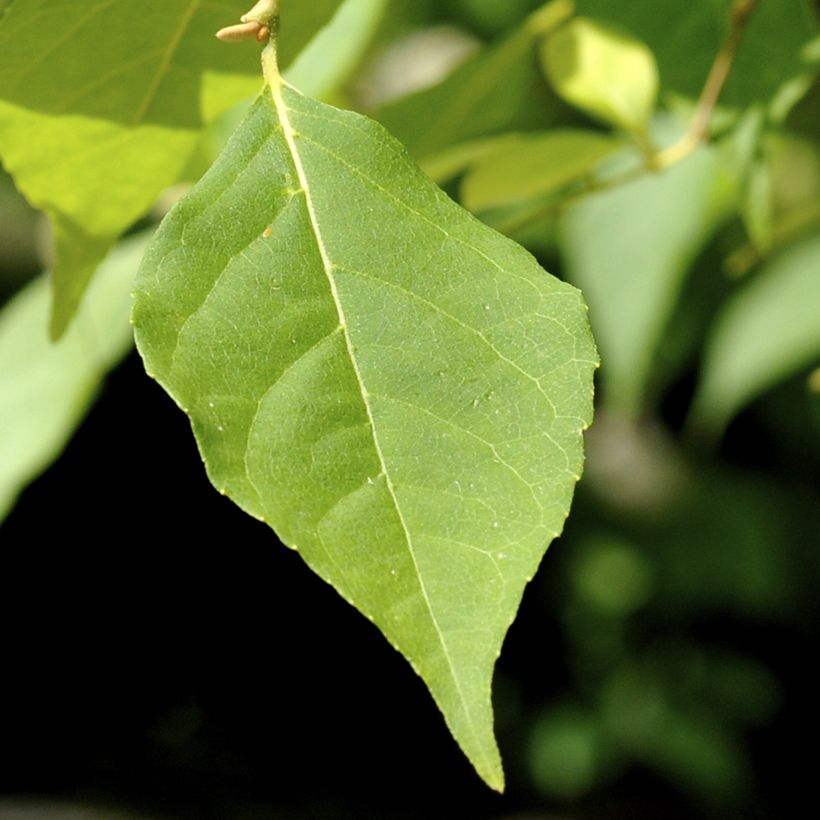 Styrax japonica Fragrant Fountain (Feuillage)