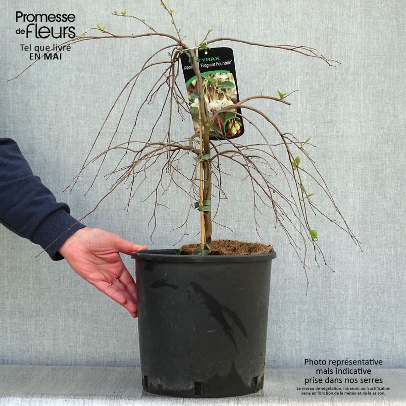 Spécimen de Styrax japonica Fragrant Fountain en pot de 12l/15l tel que livré au printemps