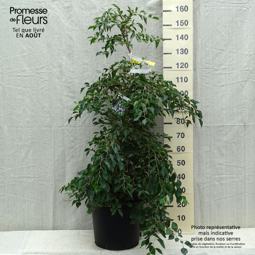 Spécimen de Styrax japonica Fragrant Fountain Pot de 30L/35L tel que livré en été