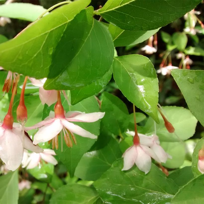 Styrax japonica Pink Chimes - Styrax du Japon (Feuillage)