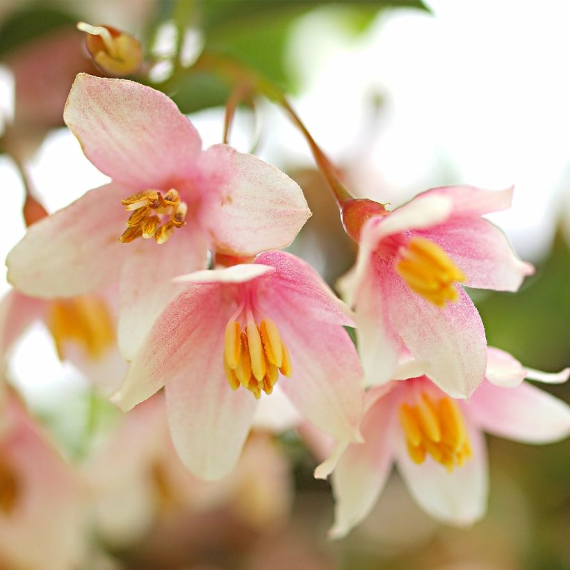 Styrax japonica Pink Chimes - Styrax du Japon (Floraison)