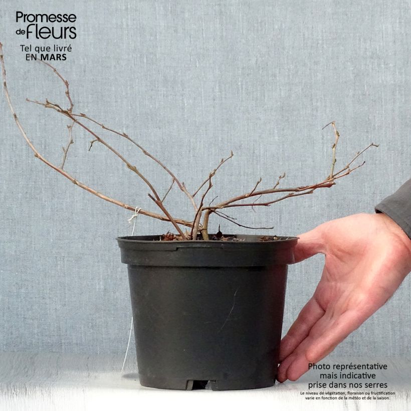 Spécimen de Styrax japonica - Styrax japonais Pot de 3L/4LHauteur livrée env. 30/40cm tel que livré au printemps