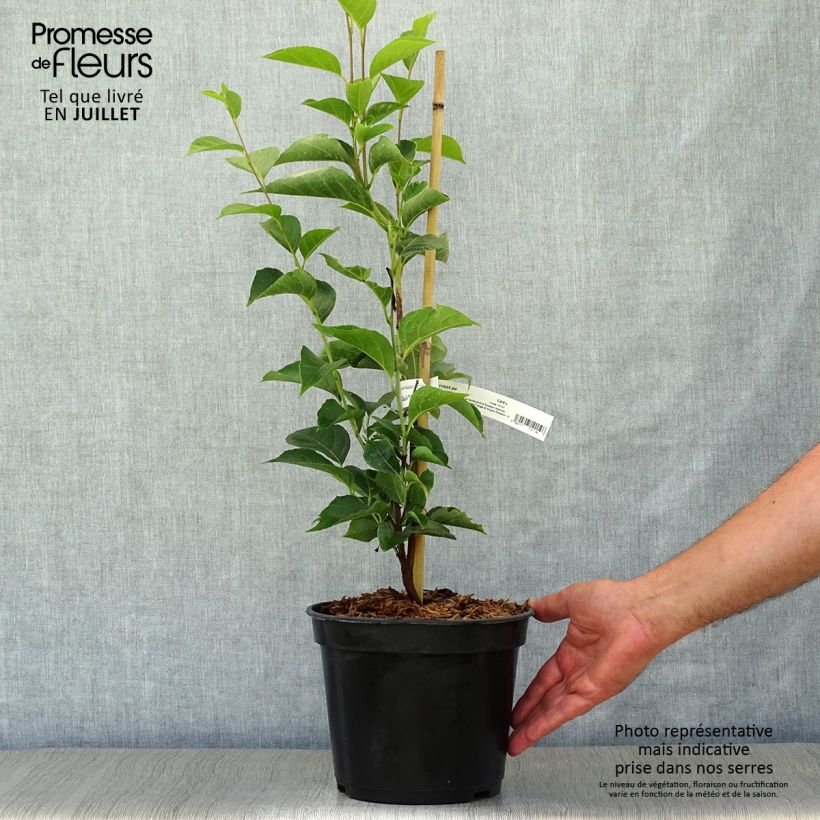 Spécimen de Styrax japonicus June snow - Styrax japonais Pot de 4L/5L tel que livré en été