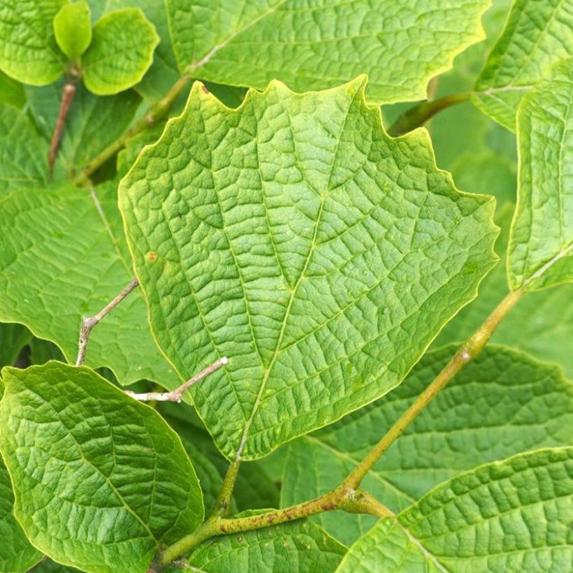 Styrax shiraiana                         (Feuillage)