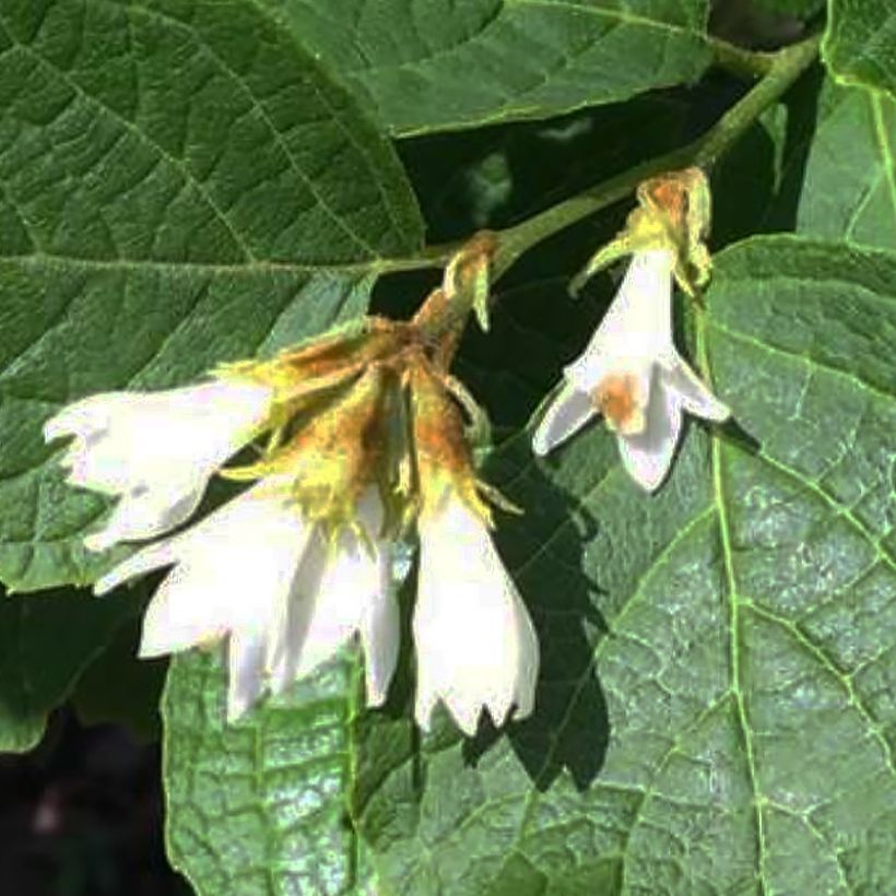 Styrax shiraiana                         (Floraison)