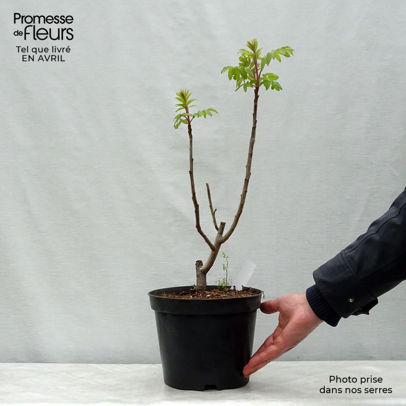 Spécimen de Sumac de Virginie - Rhus typhina Pot de 4L/5L tel que livré au printemps